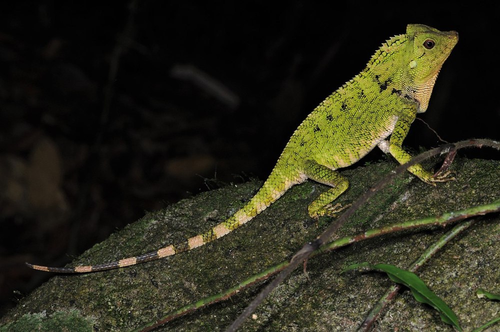 Gonocephalus robinsonii
