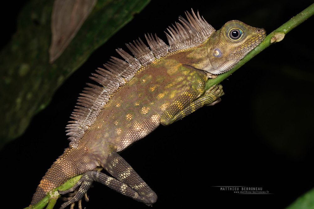Gonocephalus Grandis