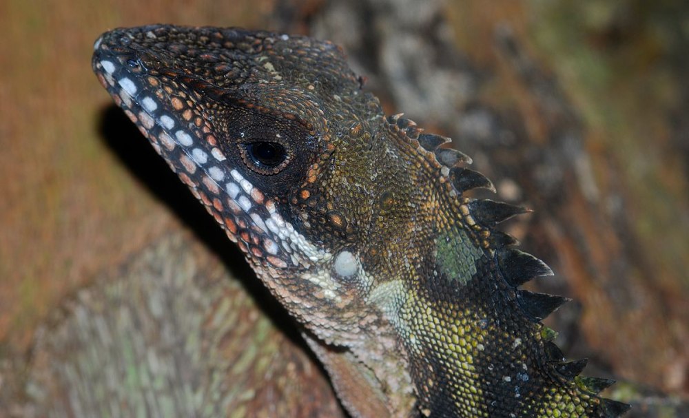 Gonocephatus robinsonii
