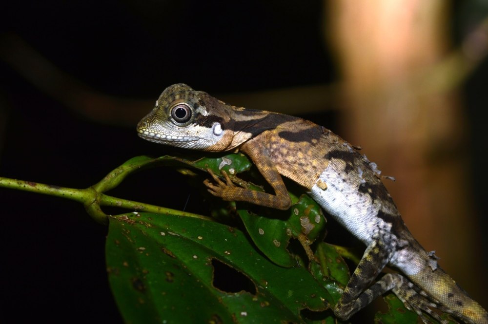 Gonocephalus kuhlii