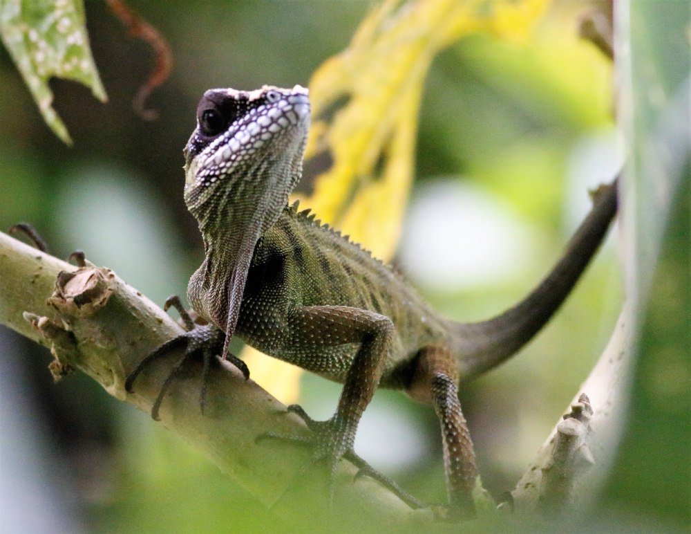 Gonocephalus robinsonii