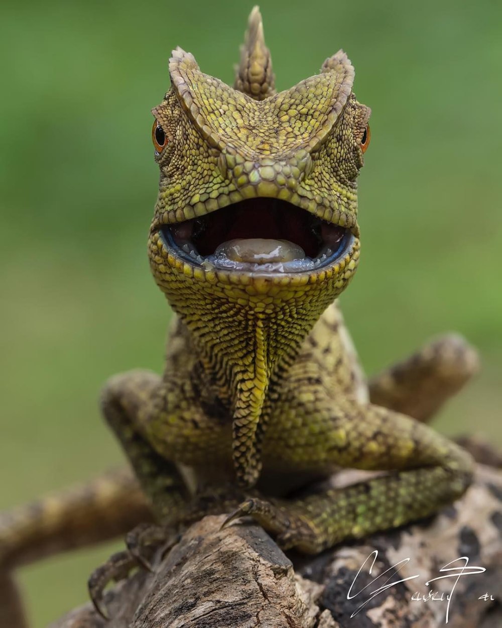 Gonocephalus chamaeleontinus