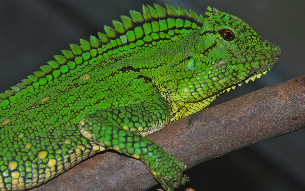 Gonocephalus doriae