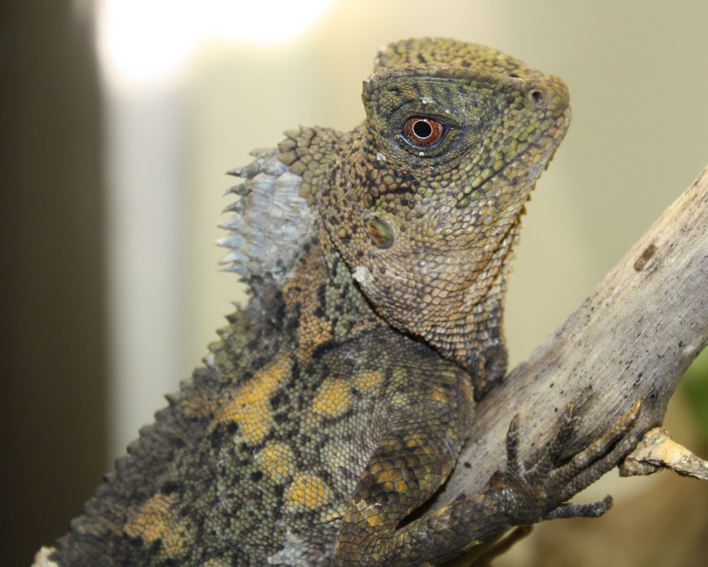 Gonocephalus bellii