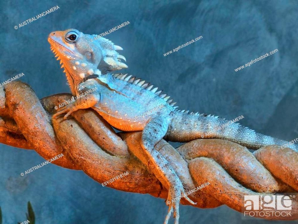 Hypsilurus godefroyi Northern Forest Dragon - Лесной новогвинейский дракон Годфруа