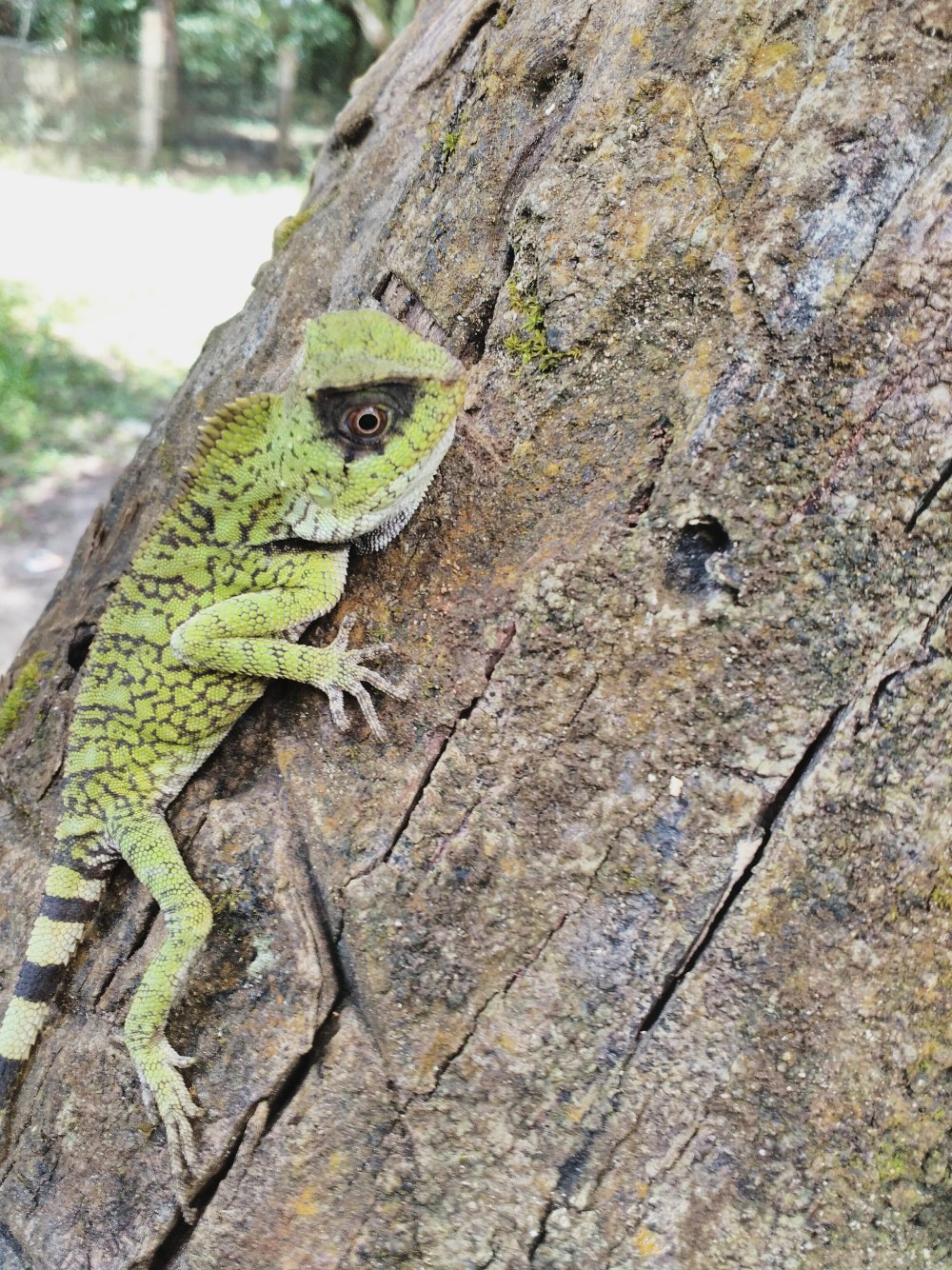 Gonocephalus robinsonii