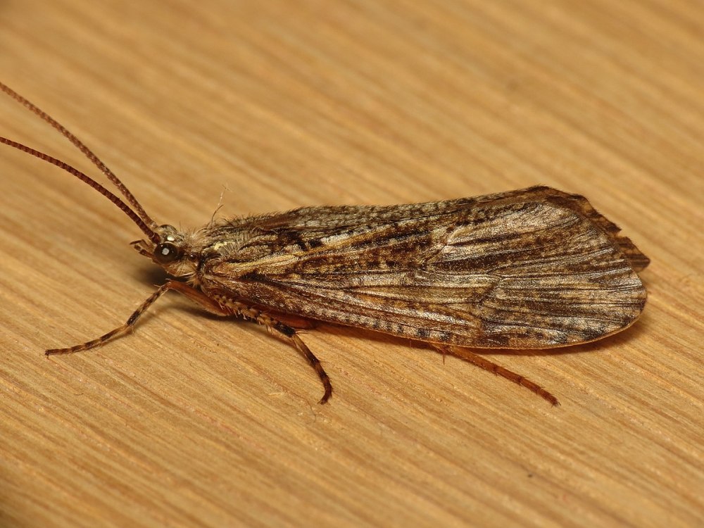 Phryganea Grandis ручейник большой