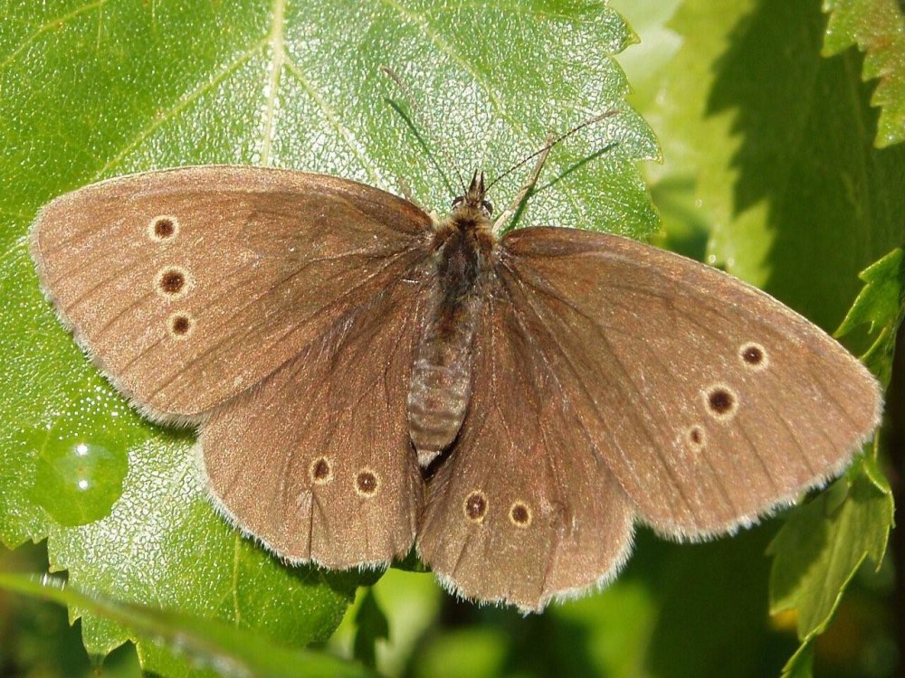 Aphantopus hyperantus бабочка