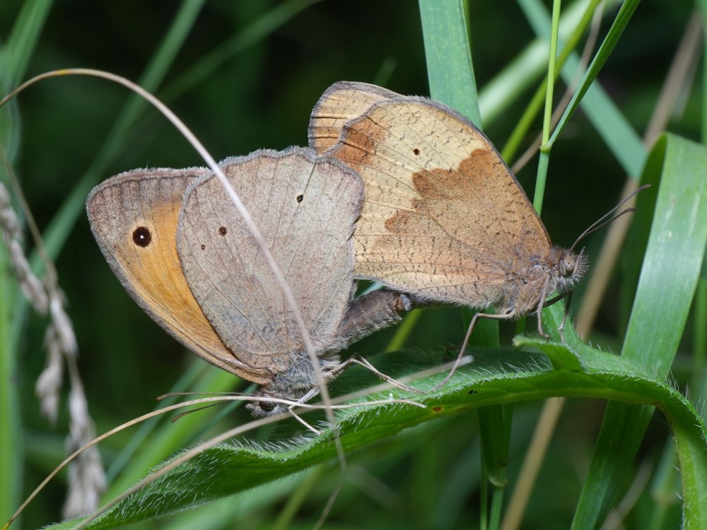 Maniola acidosa