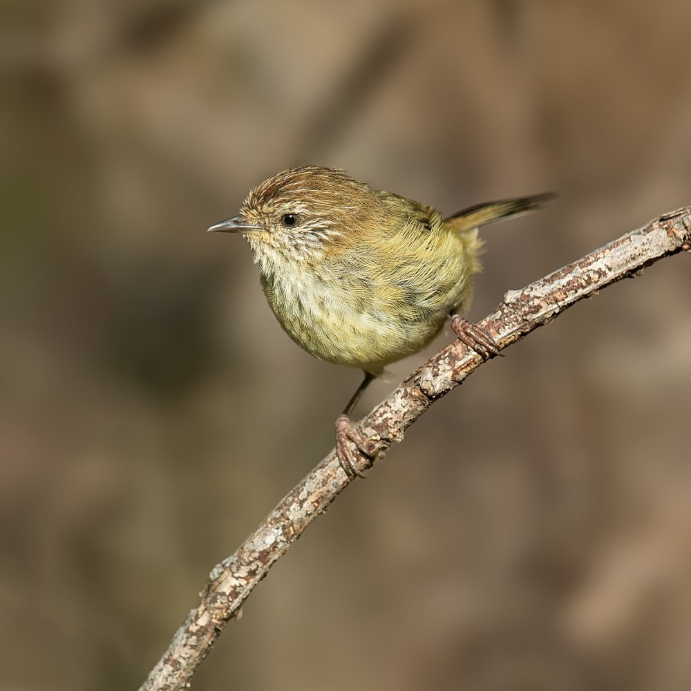 Acanthiza pusilla