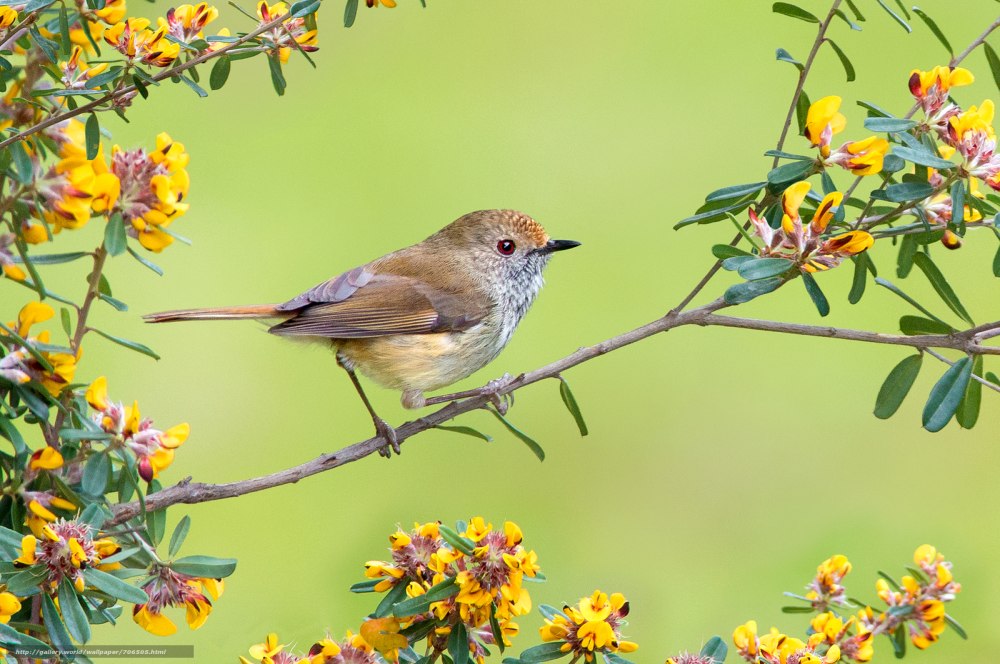 Acanthiza pusilla