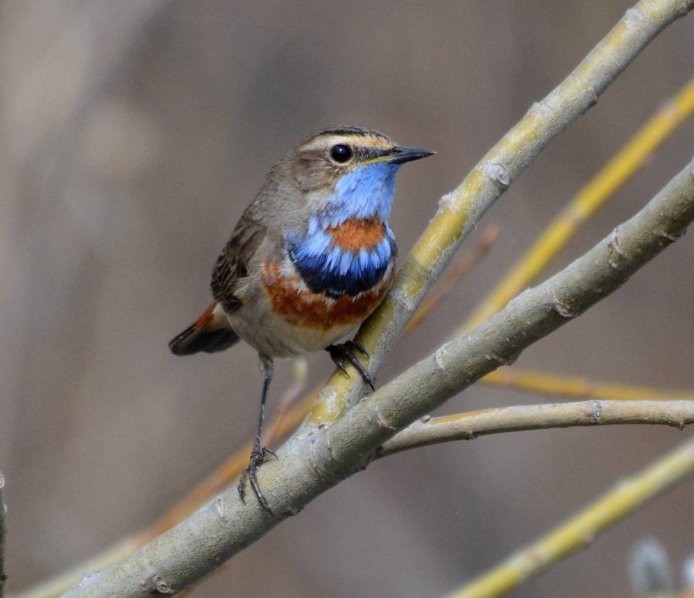 Luscinia svecica
