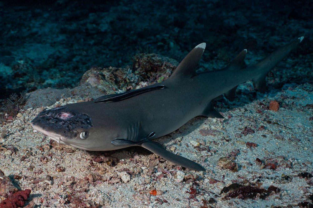 Перуанская бычья акула