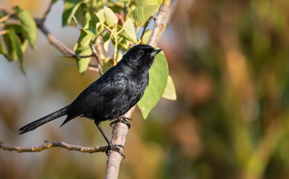 Коричный крючкоклюв (Diglossa baritula)