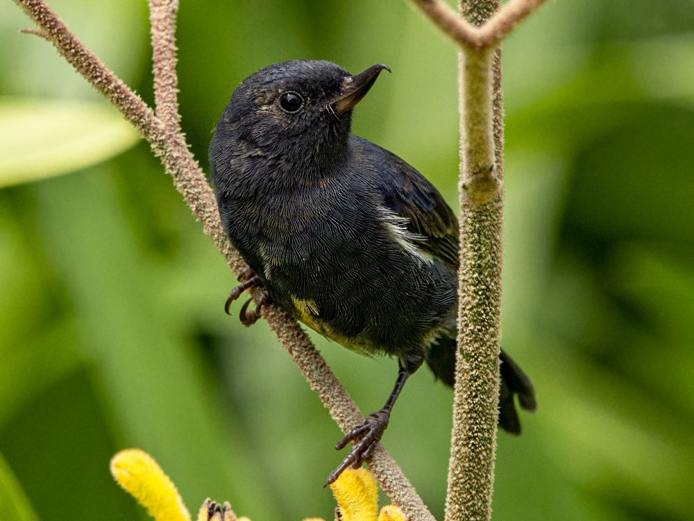 Коричный крючкоклюв (Diglossa baritula)
