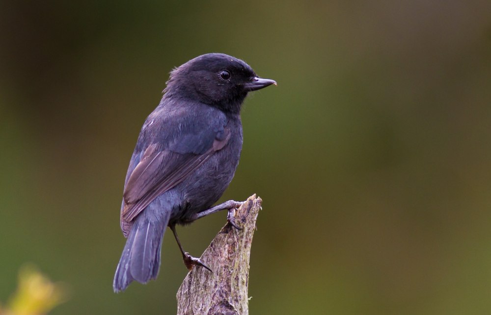 Ультрамариновый крючкоклюв (Diglossa glauca)