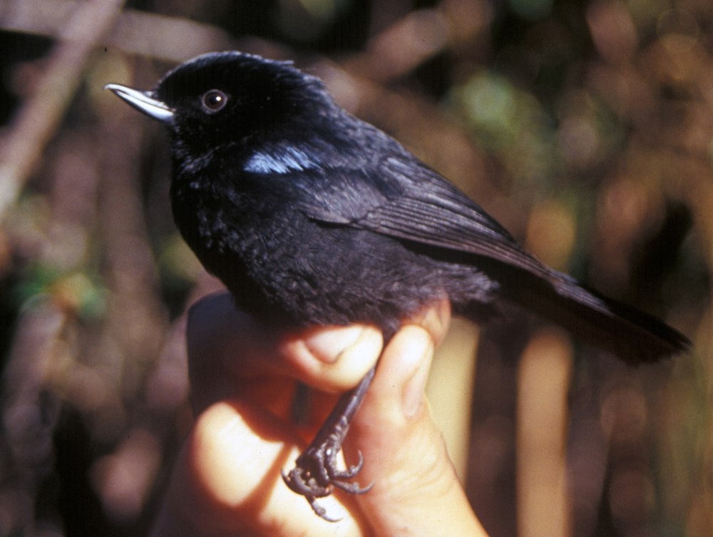 Diglossa lafresnayii