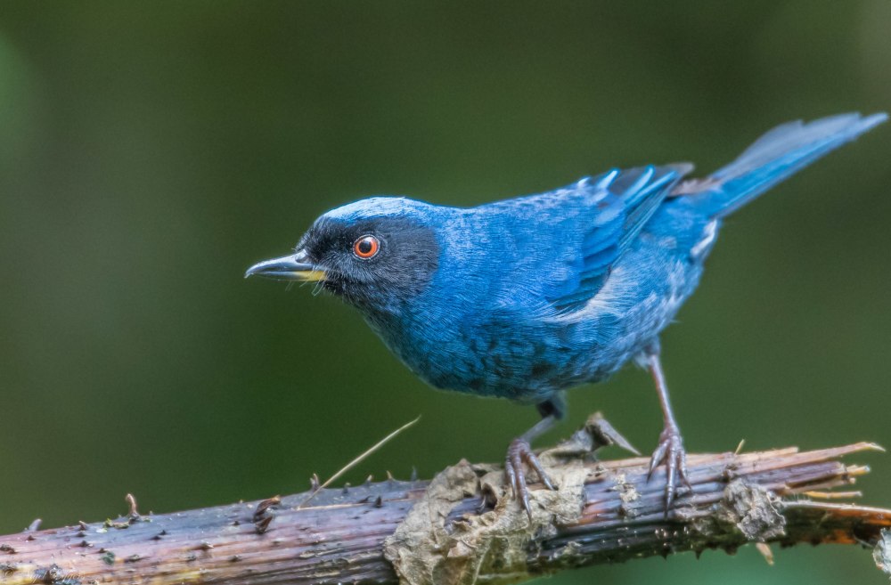 Diglossa cyanea