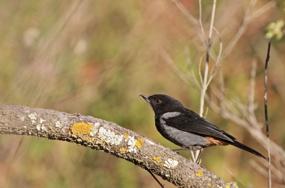 Коричный крючкоклюв (Diglossa baritula)
