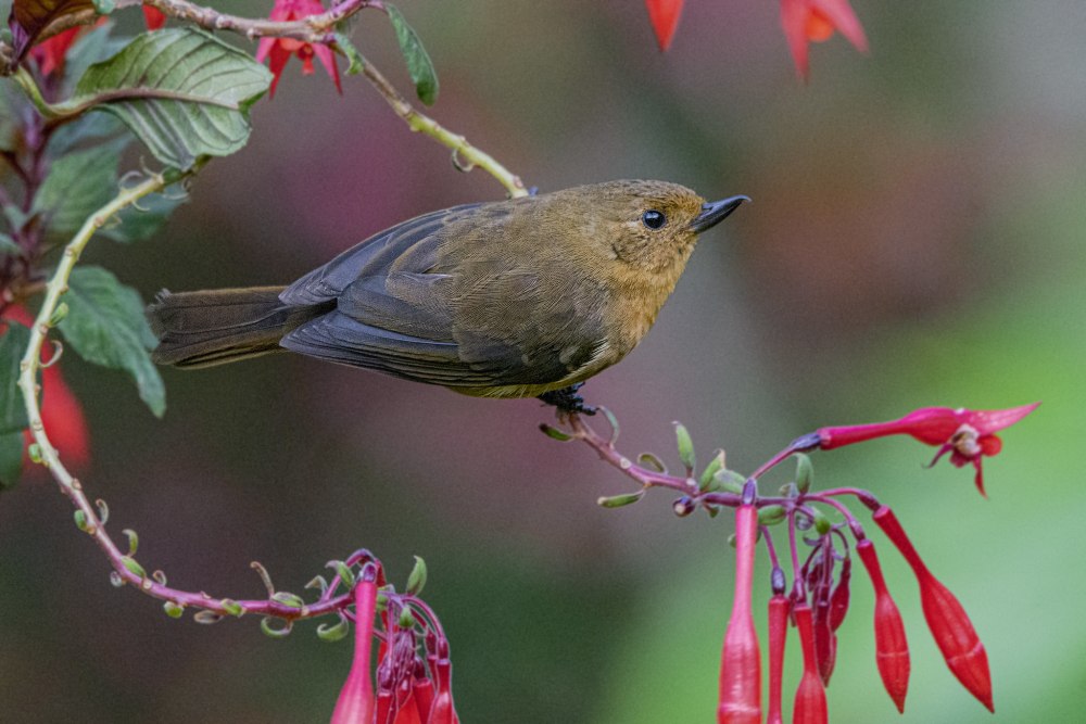 Коричный крючкоклюв (Diglossa baritula)