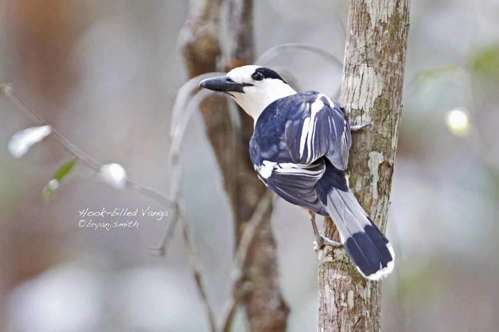 Vanga curvirostris