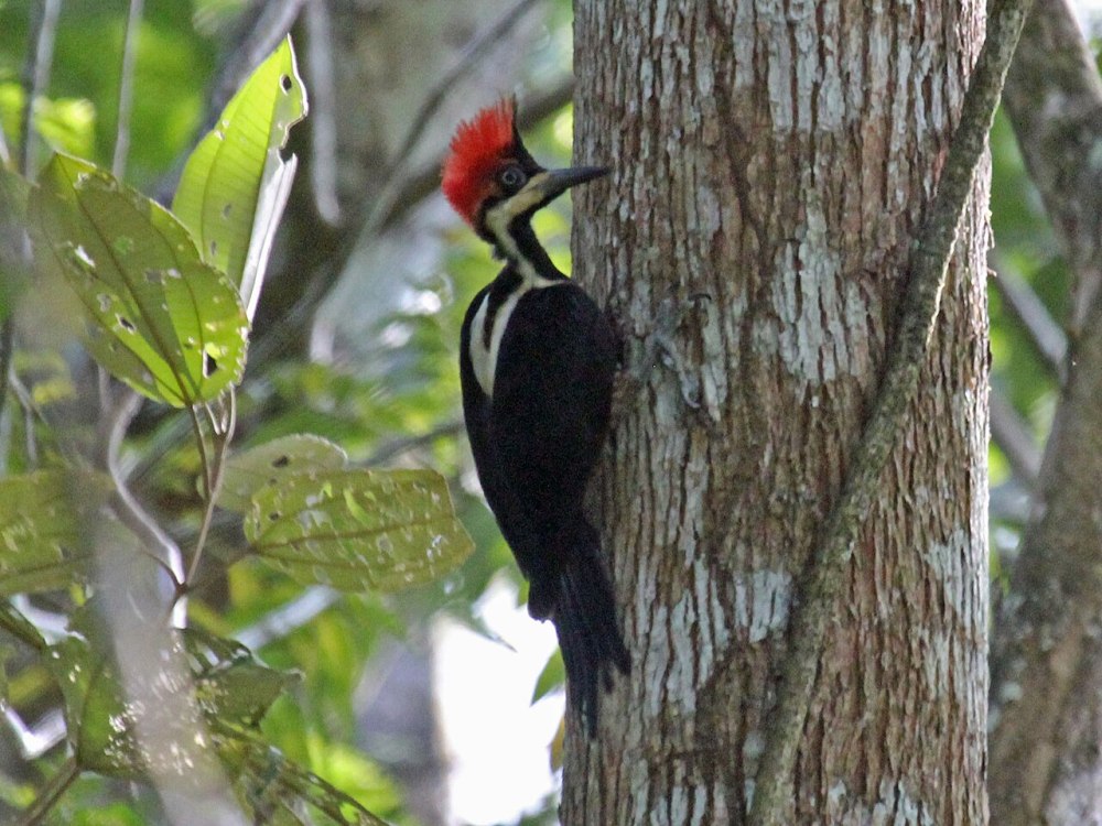 Campephilus melanoleucos