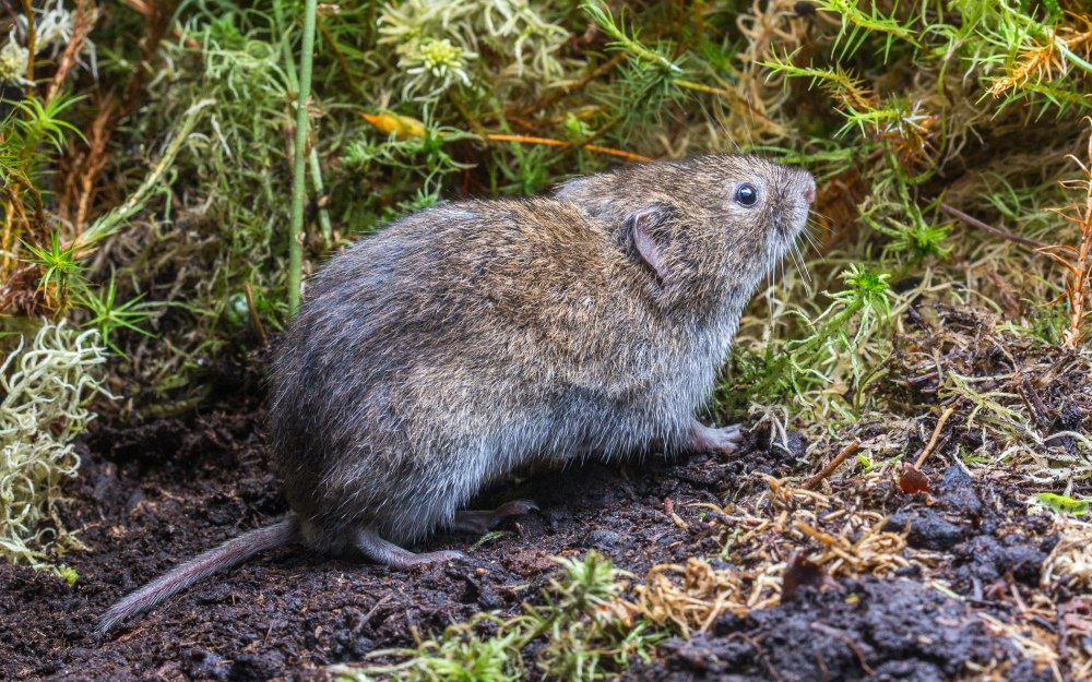 Темная полёвка – Microtus Agrestis