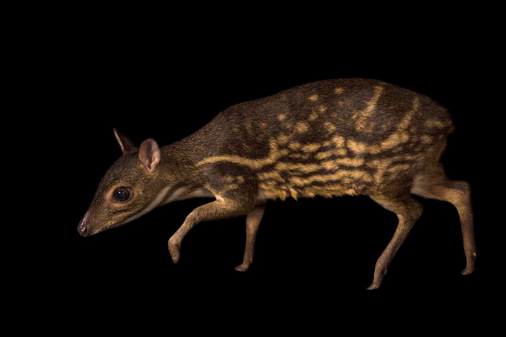 Moschiola kathygre