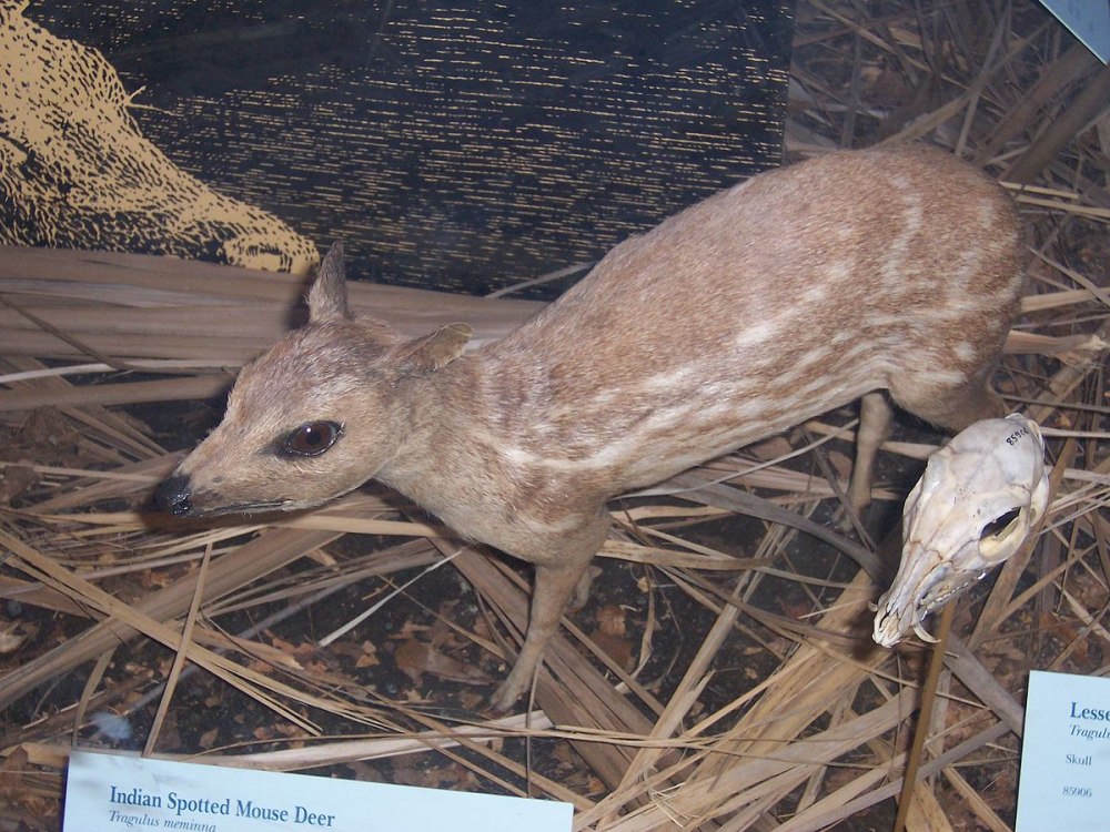 Moschiola kathygre