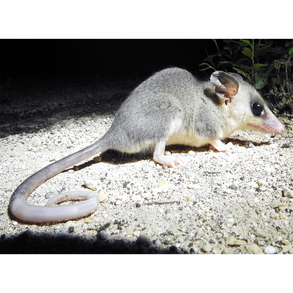 Tlacuatzin canescens