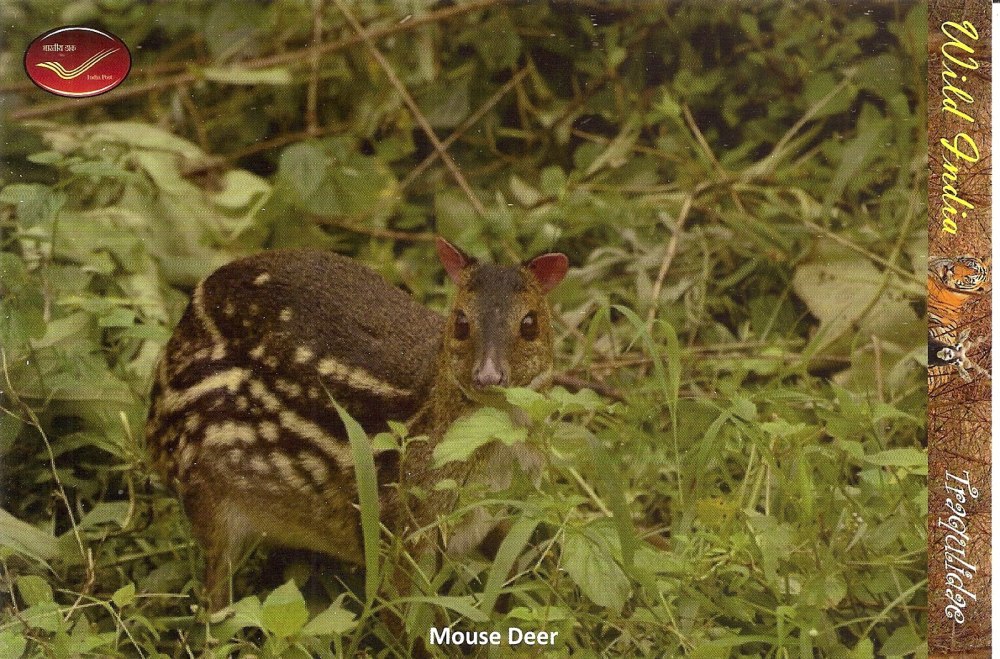 Moschiola meminna