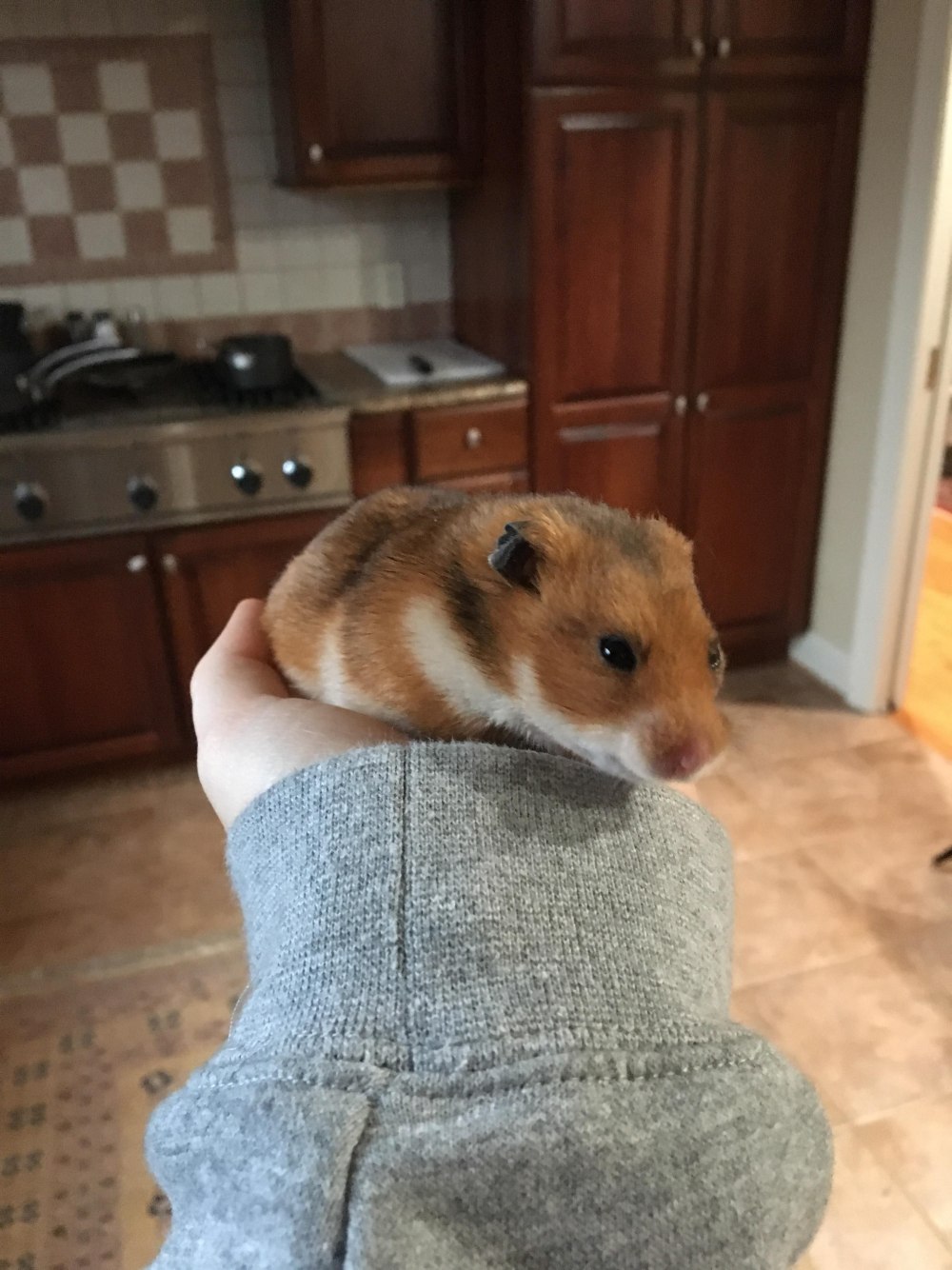 Хомяк домашний
