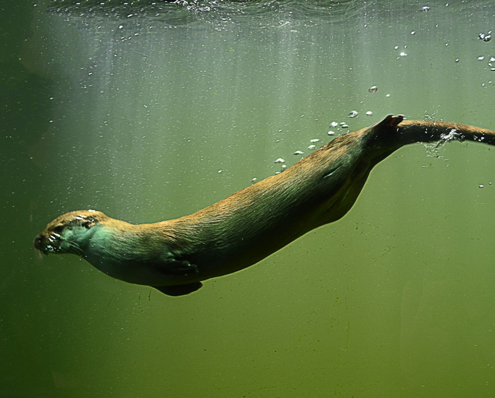 Калан морская выдра под водой