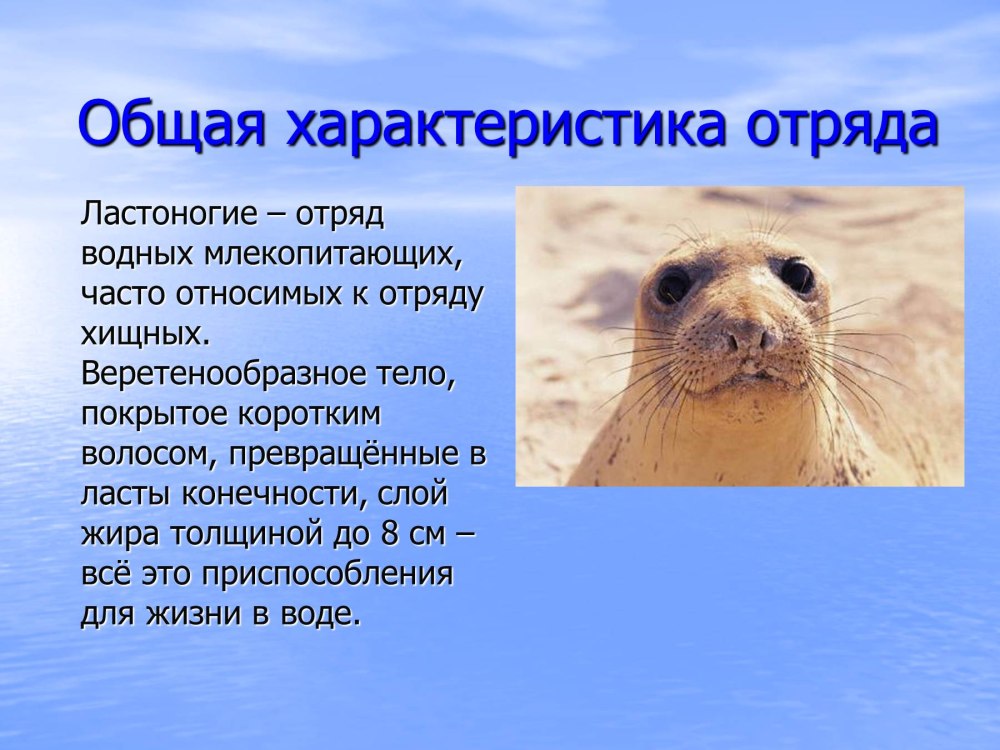Отряд ластоногие