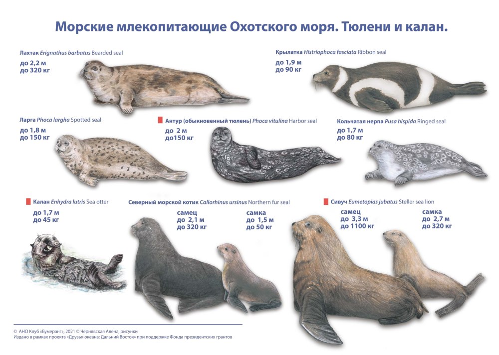 Морские млекопитающие список названий