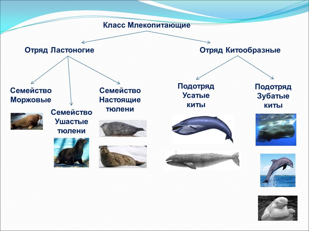 Отряд китообразные 7 класс биология