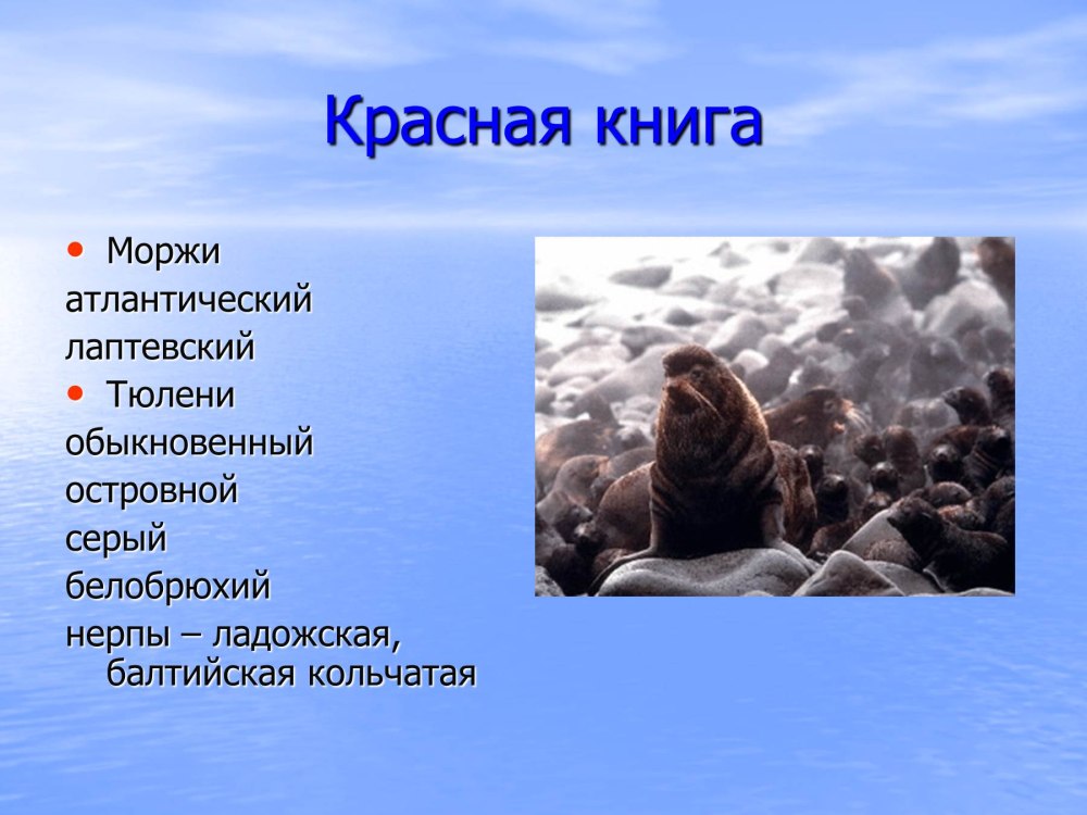 Морж красная книга