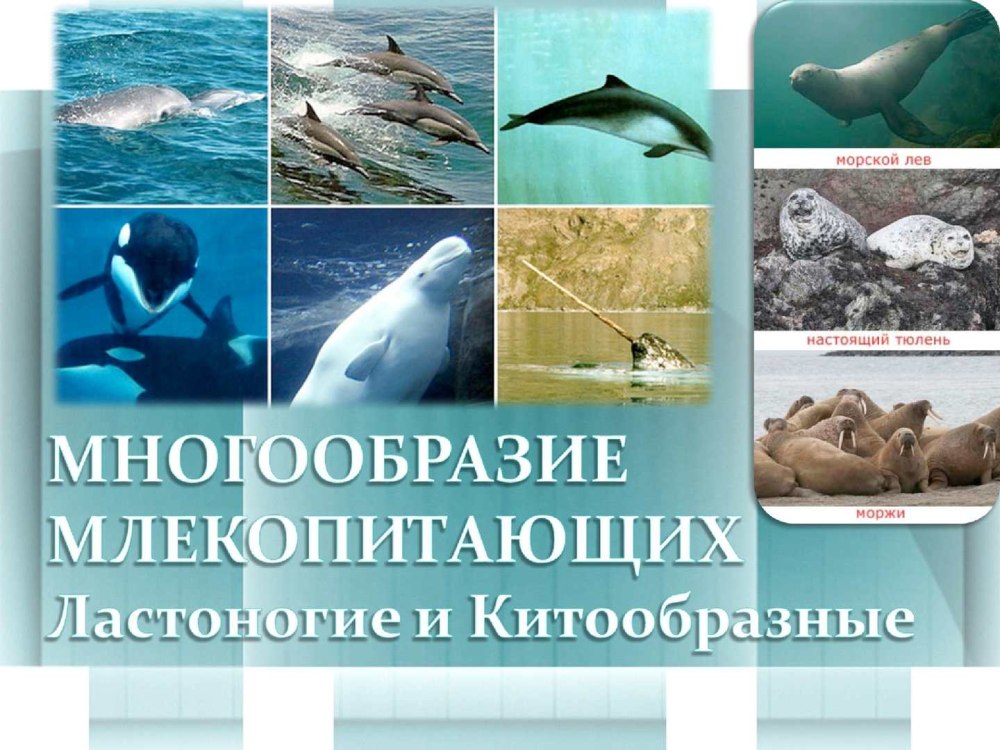 Систематика морских млекопитающих