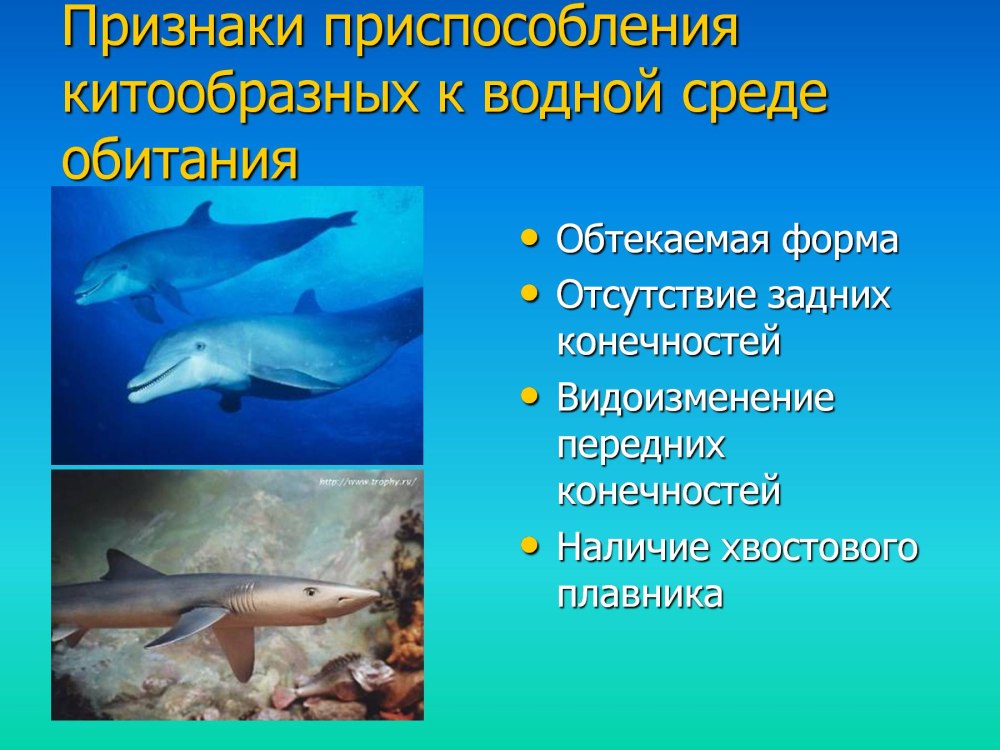 Приспособления китообразных