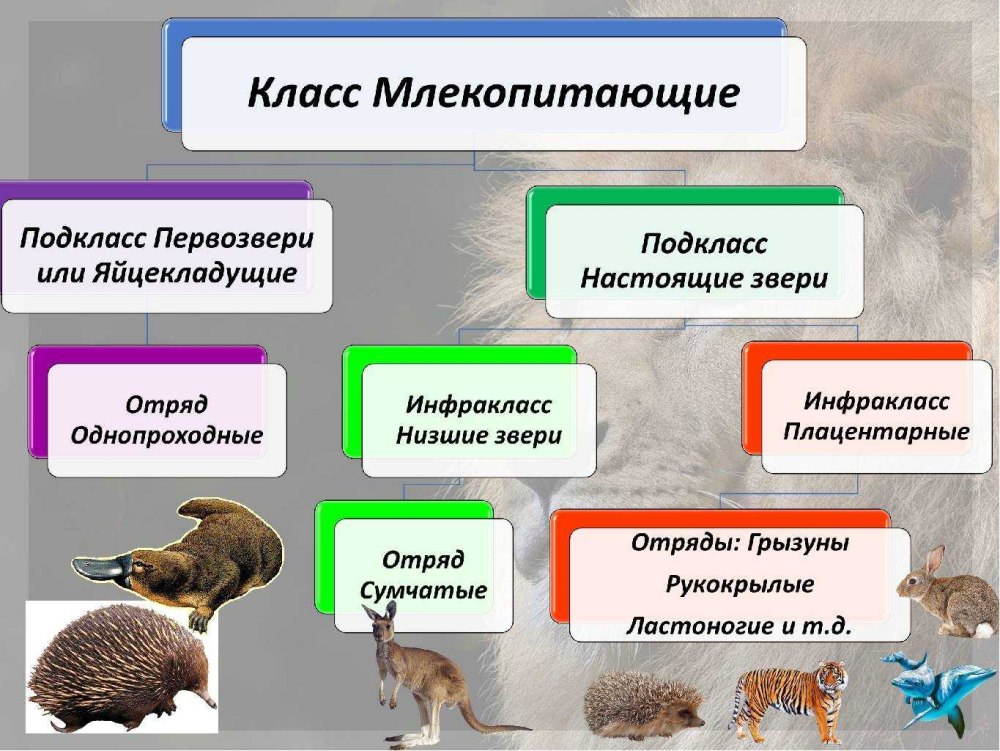 Подкласс Первозвери представители