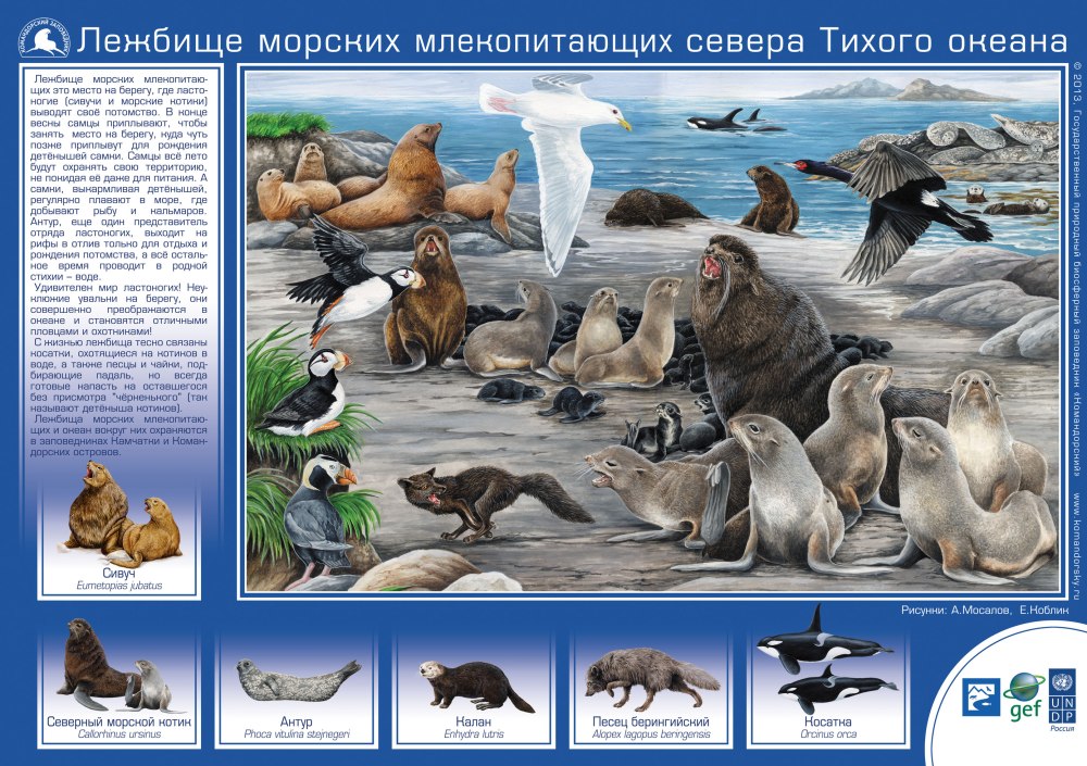Морские млекопитающие список