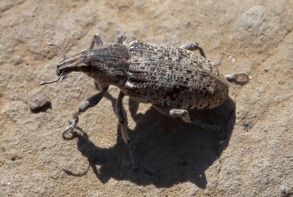 Серый свекловичный долгоносик Tanymecus palliatus