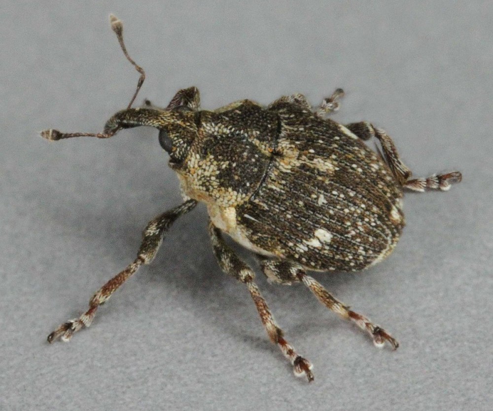 Nedius quadrimaculatus