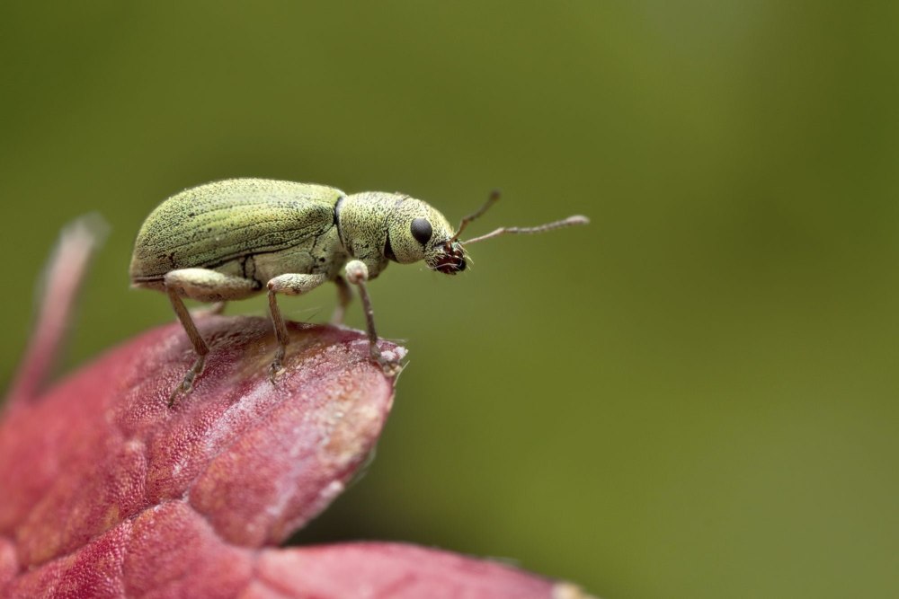 Phyllobius urticae