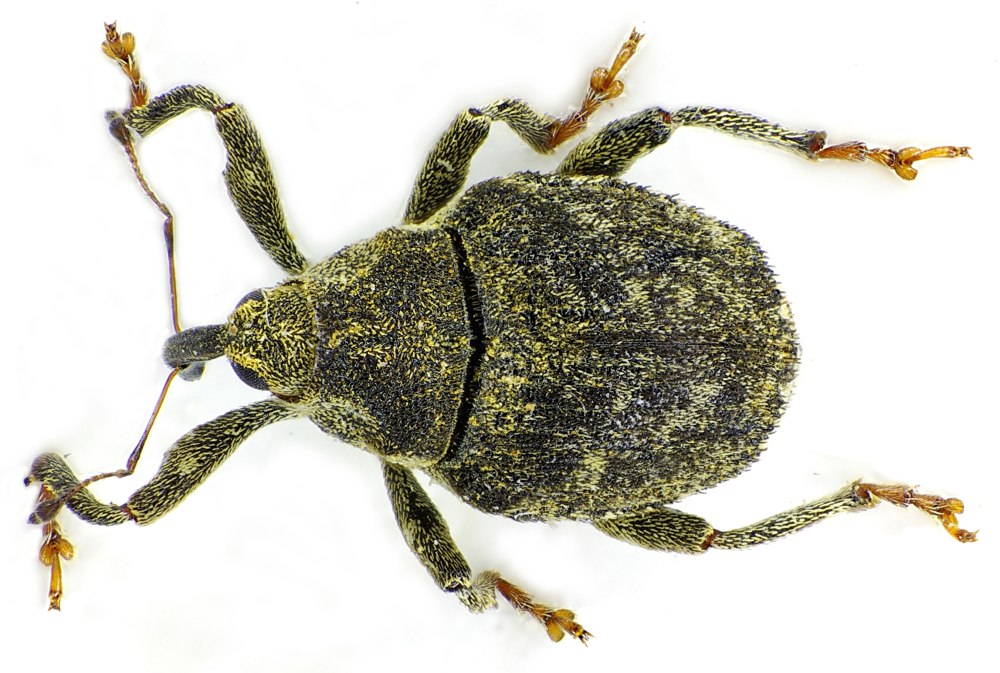 Ceresa tauriniformis