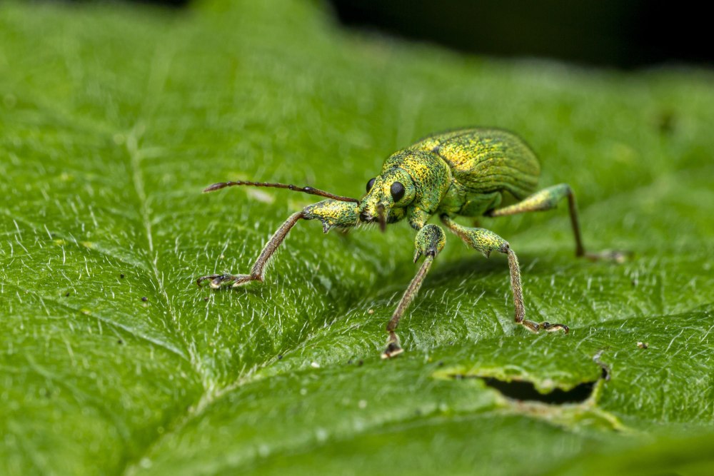 Phyllobius pomaceus