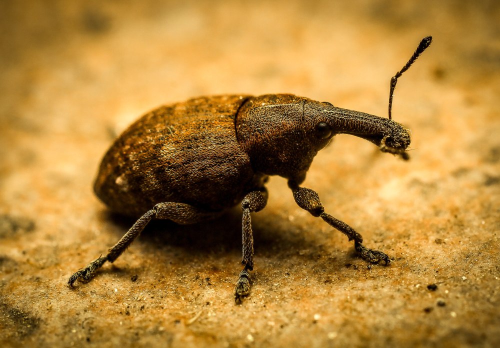 Weevil Amber