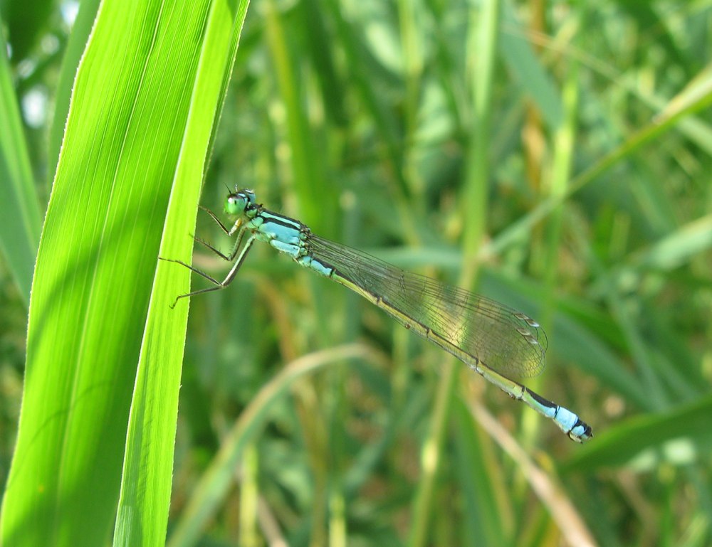 Coenagrion pulchellum личинка