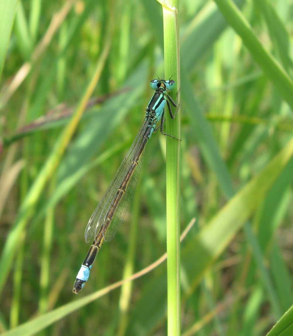 Coenagrion pulchellum