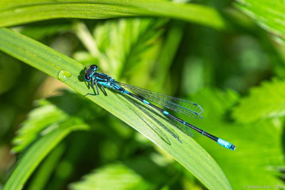 Coenagrion scitulum